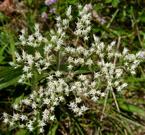 {Eupatorium album}